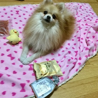わんこのグルチャ LINEの犬友さん募集です
