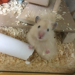ハムスター飼育一式