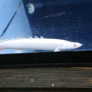 プラチナ セネガルス