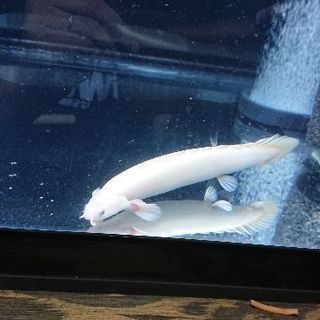プラチナ セネガルスの画像