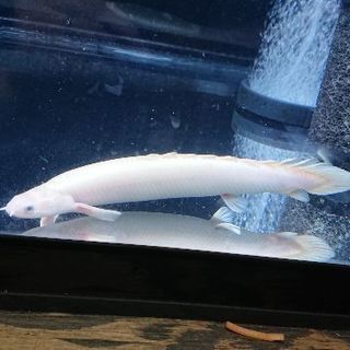 プラチナ セネガルスの画像