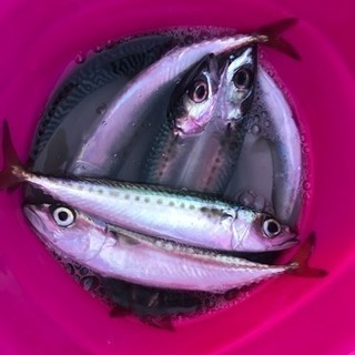 堤防、磯釣り仲間募集中です。