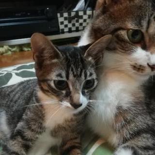 里親様決定🐱