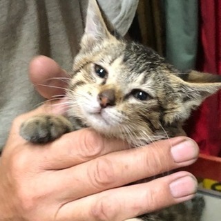 キジトラの姉妹猫里親さん募集