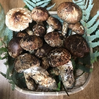 松茸山仲間募集してます。 - その他