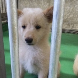 保健所収容！可愛い子犬の兄妹が助けを待っています！県外譲渡可能です🐶