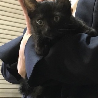 黒猫の女の子♀