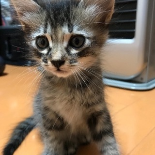 里親決定しました