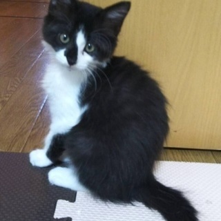 ベタ慣れ子猫ちゃん