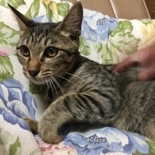 猫生後約6ヶ月の里親募集