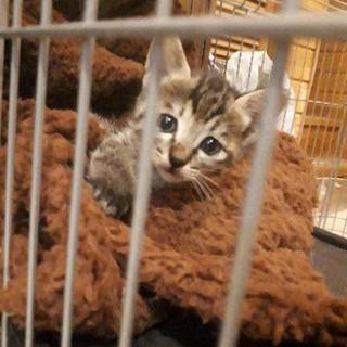 とってもとっても可愛いん子猫ちゃんです！