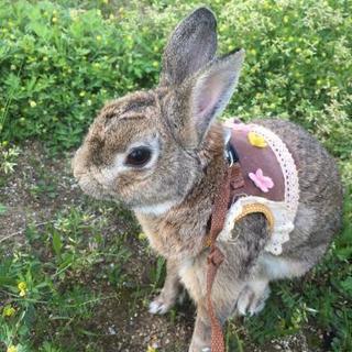 うさぎちゃん飼ってる人友達なりませんか？