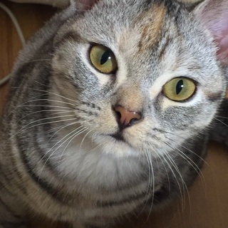 お願いします！アメショ3歳です。