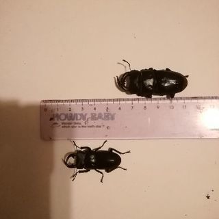 オオクワガタ1匹200円からの画像