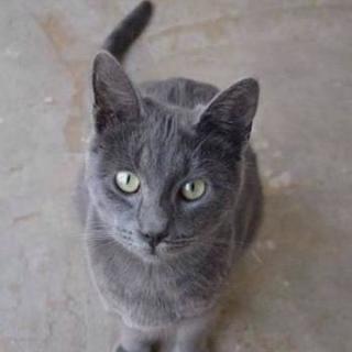 迷子猫です
