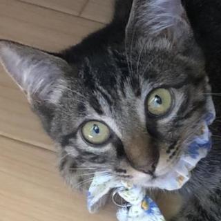 里親様決定♥️🐱