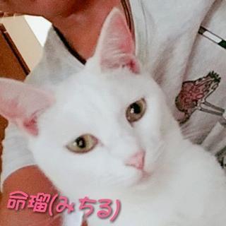 里親様募集・三兄妹、命(みこと♀)命瑠(みちる)♀ - 猫