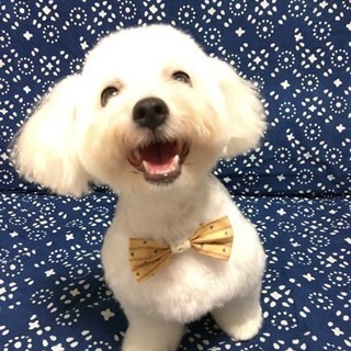 トイプードル・トイプードルmixのモデル犬募集🐶3,000円