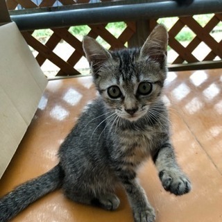 人なつこいキジトラちゃん