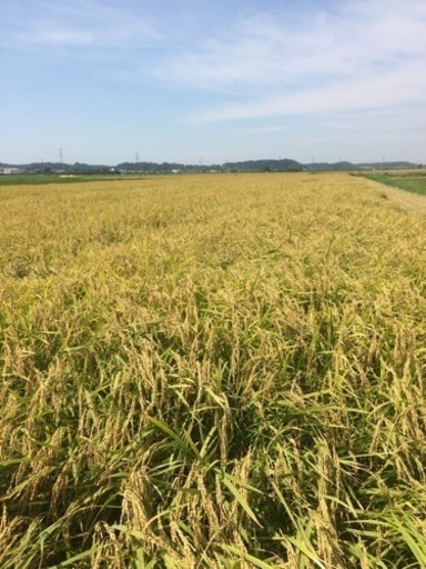 完売。2023年令和5年産新米粒すけ100%玄米30kg