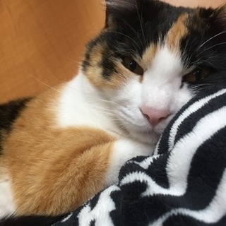 三毛猫のメス里親募集