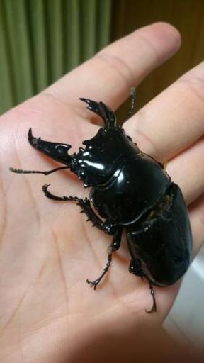 レギウスオオツヤクワガタ♂