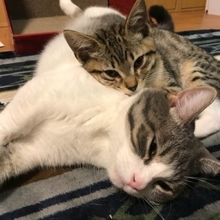 【急募】9/10までマンチカン♂&ベンガル♀の画像