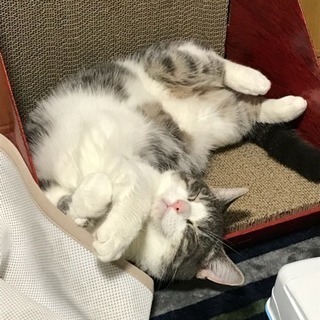 【急募】9/10までマンチカン♂&ベンガル♀ - 猫