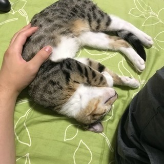 【急募】9/10までマンチカン♂&ベンガル♀ − 東京都