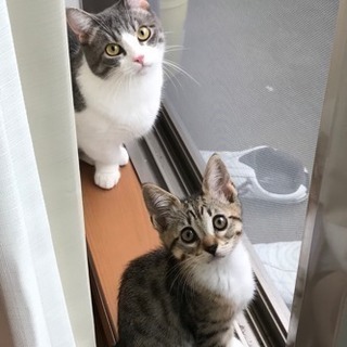 【急募】9/10までマンチカン♂&ベンガル♀ - 里親募集