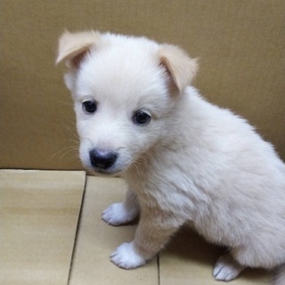 里親決定！有難うございました！野犬が産んで薮の中でぐったりしてい...