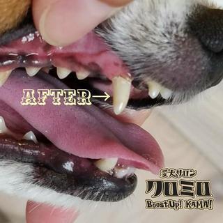 ワンちゃんに健康でキレイな歯を！アクアゼオ口腔ケア★