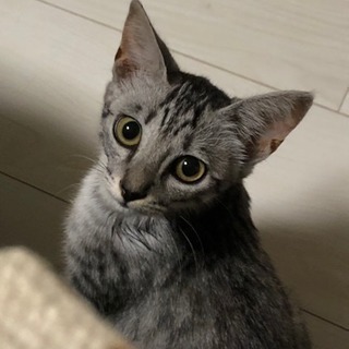 3ヶ月？くらいの仔猫です