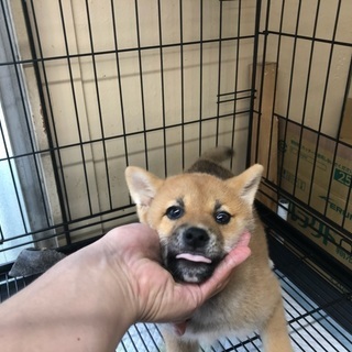 ★柴犬君の募集★