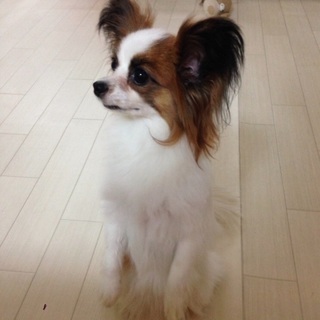 懐っこいパピヨン