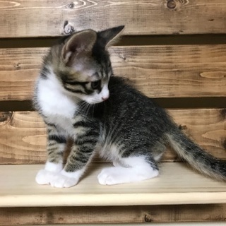 美子猫達です！(*´∇｀*)