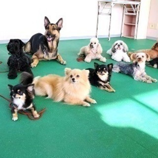やってみたら楽しい！犬が好きを仕事に！生徒募集中１０月生・４月生...