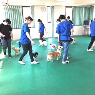 やってみたら楽しい！犬が好きを仕事に！生徒募集中１０月生・４月生！神戸愛犬美容専門学院姫路校・神戸校（垂水）の画像