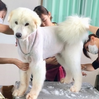やってみたら楽しい！犬が好きを仕事に！生徒募集中１０月生・４月生！神戸愛犬美容専門学院姫路校・神戸校（垂水）の画像