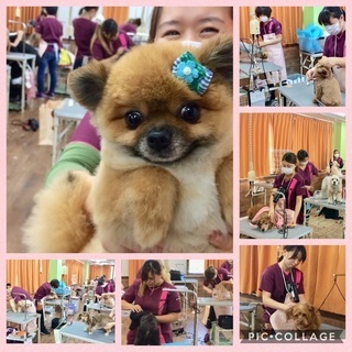 やってみたら楽しい！犬が好きを仕事に！生徒募集中１０月生・４月生！神戸愛犬美容専門学院姫路校・神戸校（垂水）の画像