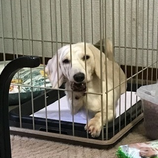 ミニチュアダックスフンドの里親募集