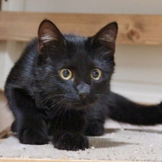 子猫推定３ヶ月　男の子　黒猫のタンゴ　保護中