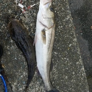 シーバス釣り友🎣募集