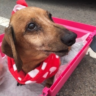 飼い主さん探しています