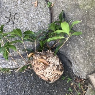 蜂 ハチ 蜂の巣 ハチの巣 駆除 承ります！