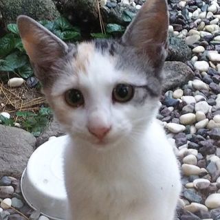 生後4ヶ月パステル三毛茶トラ