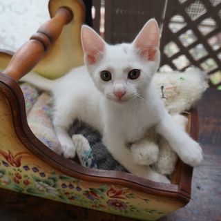 生後２ヵ月　かわいい白猫　オス　良いご縁をいただき、あたたかく迎...