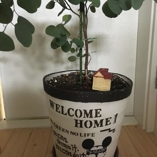 ☆最終値下げ ユーカリ ポポラス植木観葉植物 インテリア ドライフラワーにもの画像