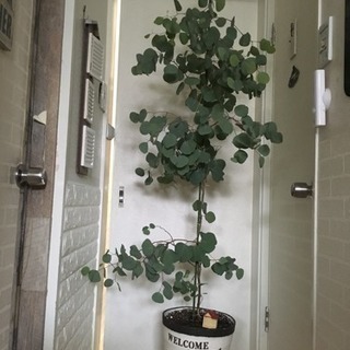 ☆最終値下げ ユーカリ ポポラス植木観葉植物 インテリア ドライフラワーにもの画像