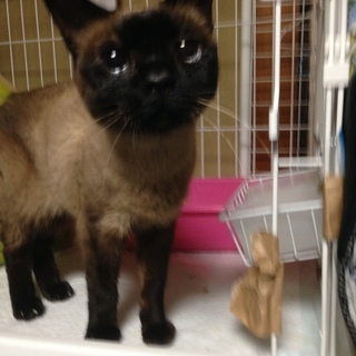 超可愛いシャム柄の猫ちゃんの里親募集　